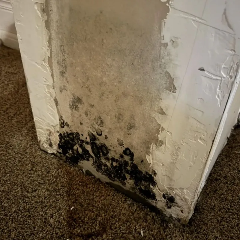 Professional Mold Removal in Golden Valley County, ND
